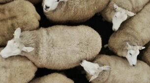 troupeau de mouton