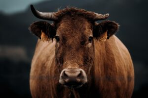 Vache utilisée pour le cuir traditionnel